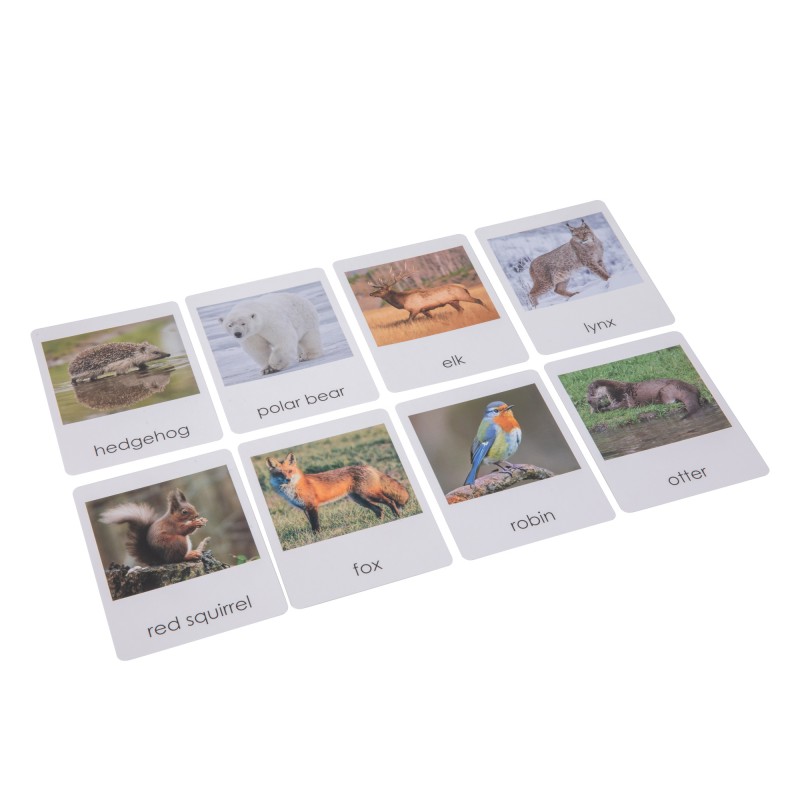 European Wildlife  Sorting Cards EN