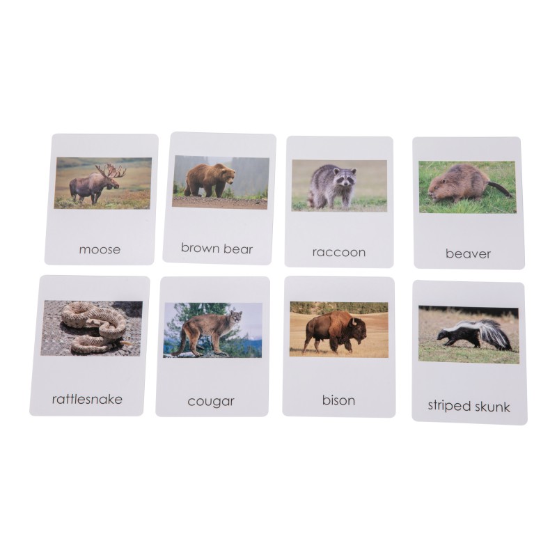 North American   Wildlife  Sorting Cards EN