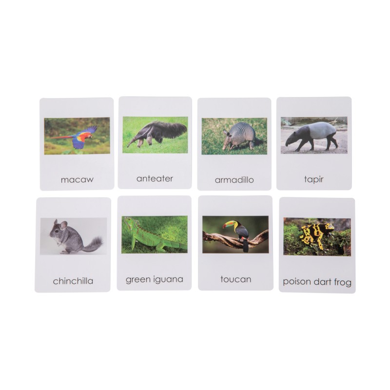 South American   Wildlife  Sorting Cards EN