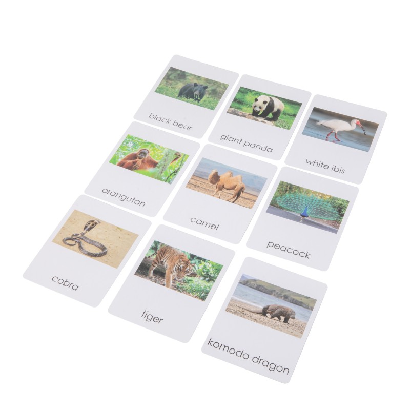 Asian Wildlife  Sorting Cards EN