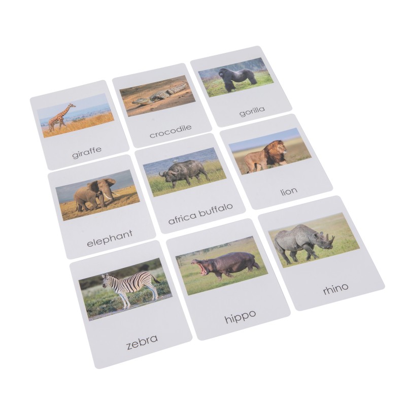 Africa Wildlife  Sorting Cards EN