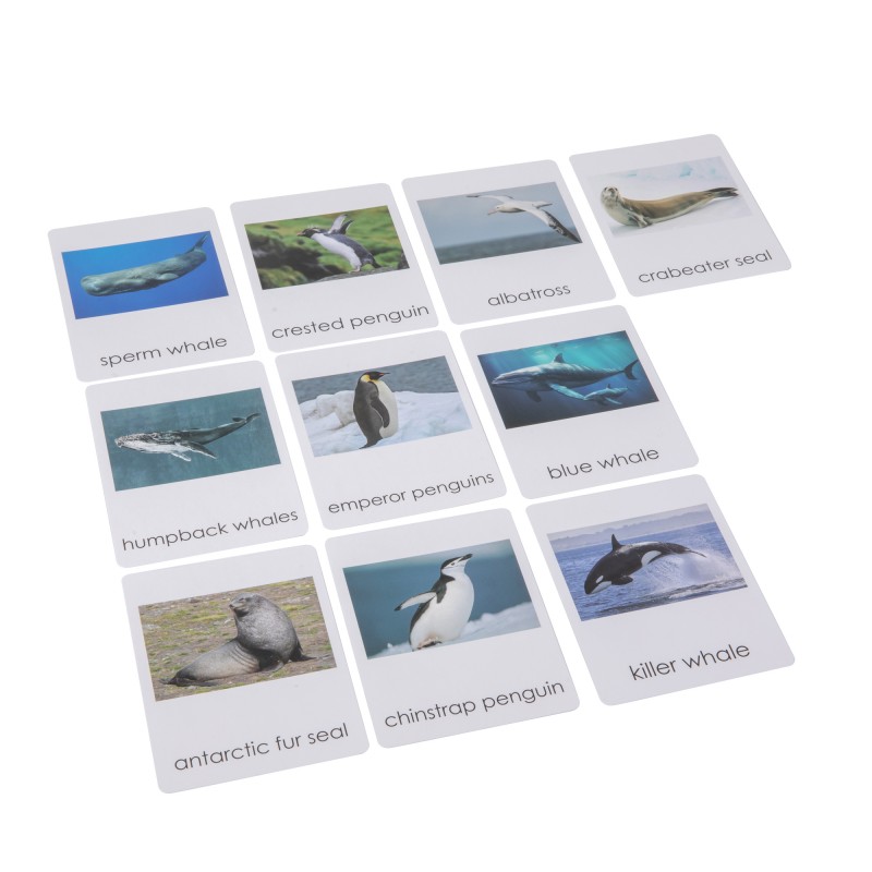 Antarctica Wildlife Sorting Cards EN