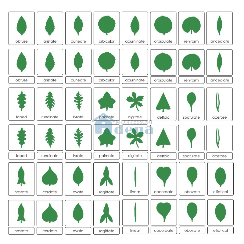 Botany Cabinet: Nomenclature Cards