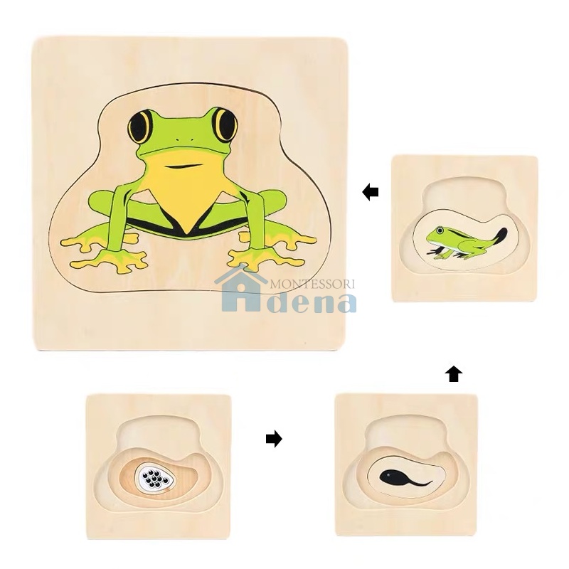 Life Cycle of Frog Puzzle