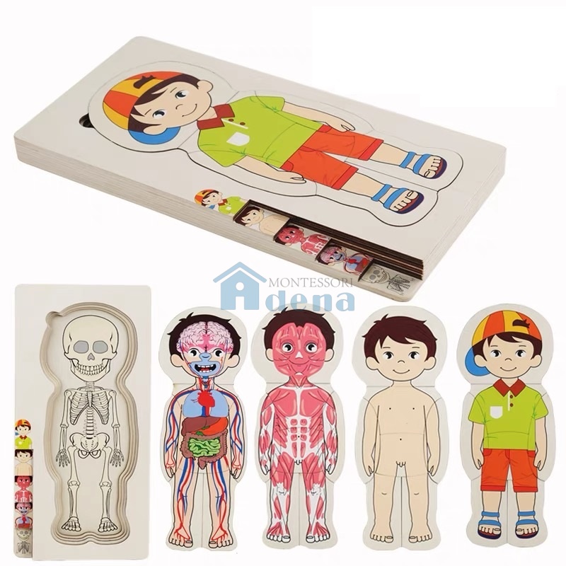 NEW Body Puzzle of Man