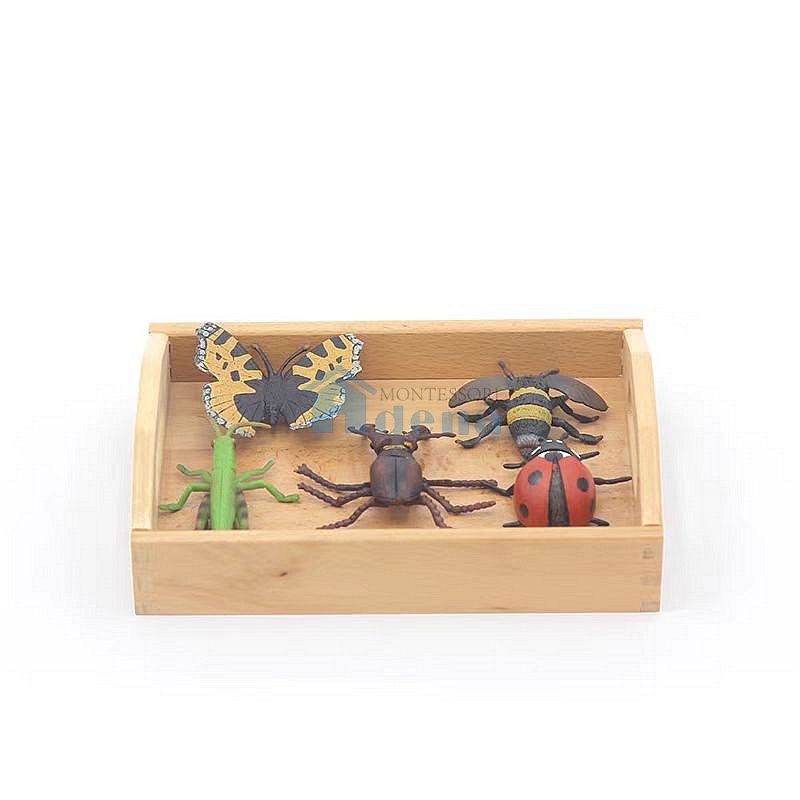 Replicas Objects
-Insects with wooden tray