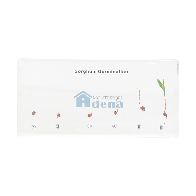 Sorghum Germination Acrylic Specimen