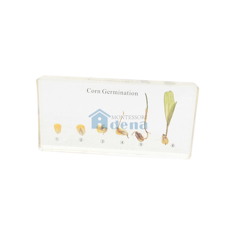 Corn Germination Acrylic Specimen