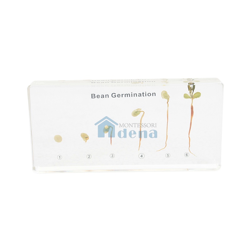 Bean Germination Acrylic Specimen
