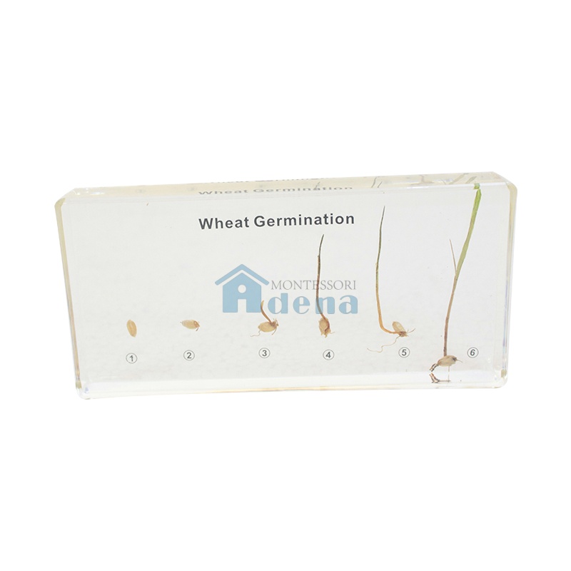 Wheat Germination Acrylic Specimen