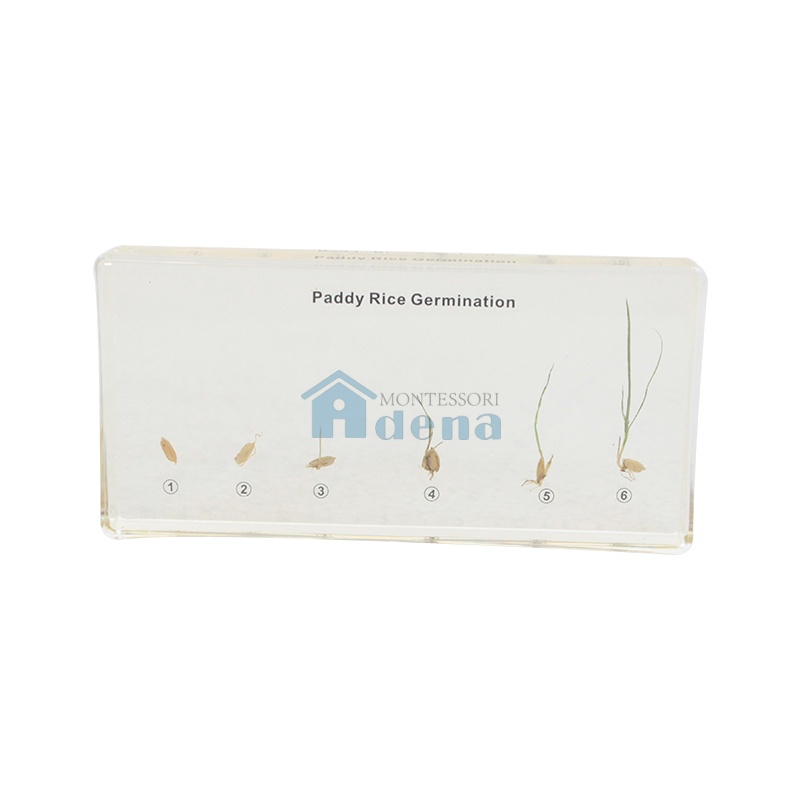PaddyRice Germination Acrylic Specimen