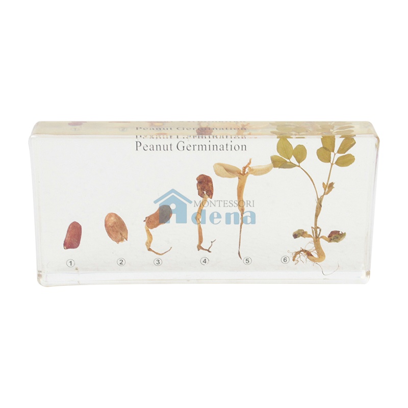 Peanut Germination Acrylic Specimen