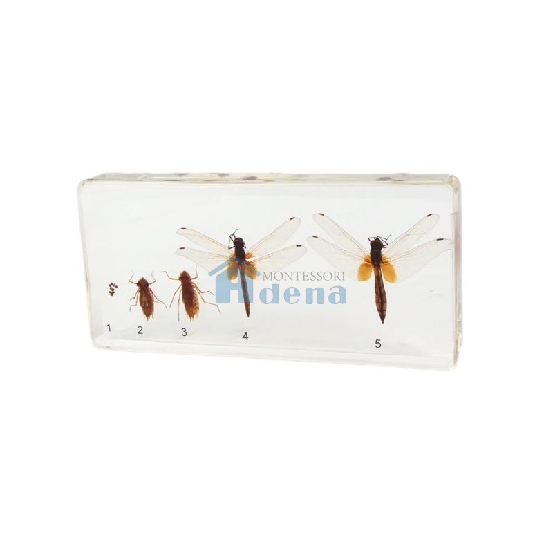 Life Cycle of dragonfly