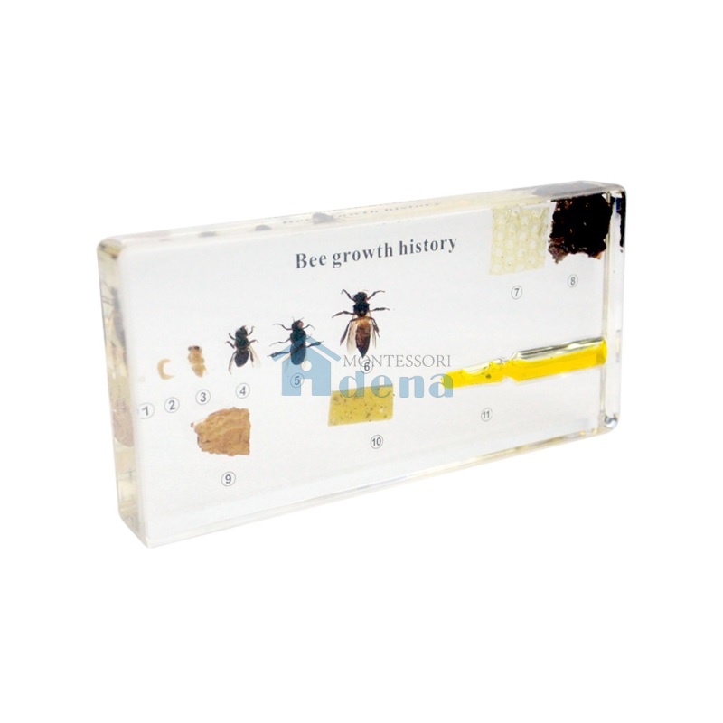 Life Cycle of Honeybee Acrylic Specimen