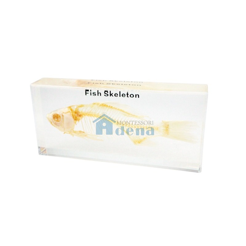 Real Fish Skeleton Model Acrylic Specimen