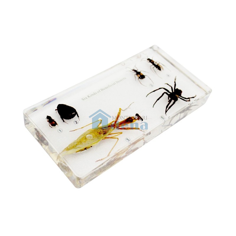 Six Kind of Useful Insects Collection Acrylic Specimen
