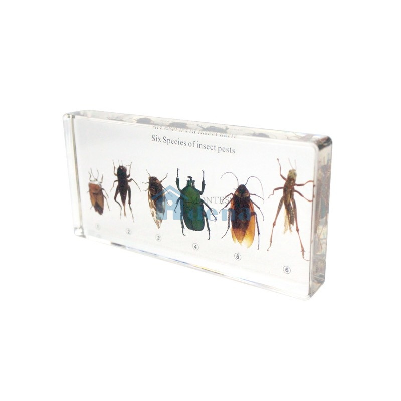Six Kind of Harmful Insects Collection Acrylic Specimen