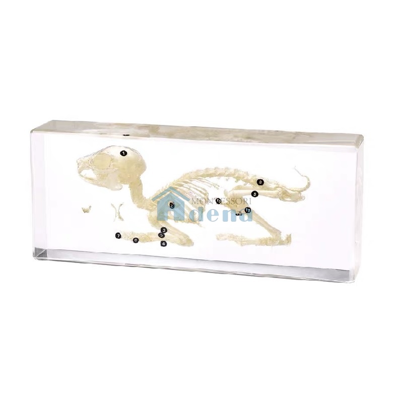 Real Rabbit Skeleton Model Acrylic Specimen