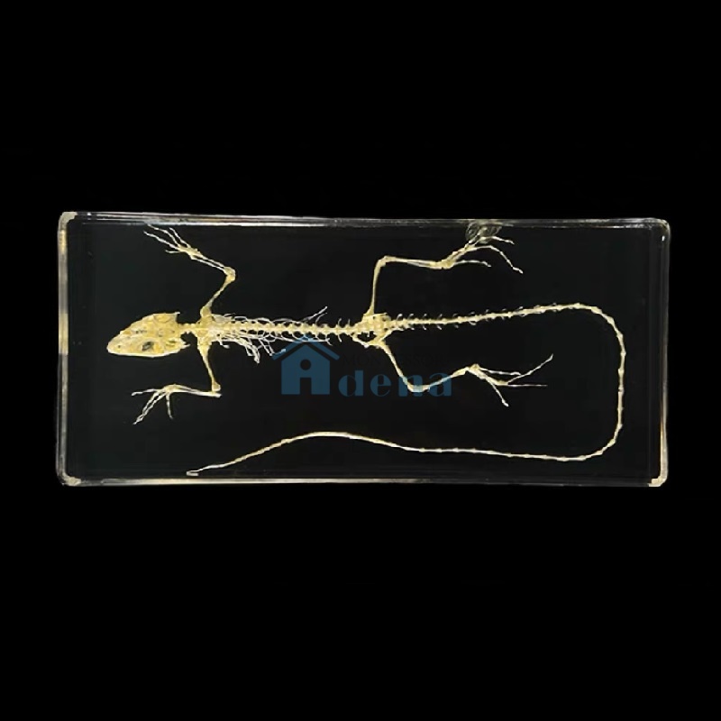 lizard Skeleton