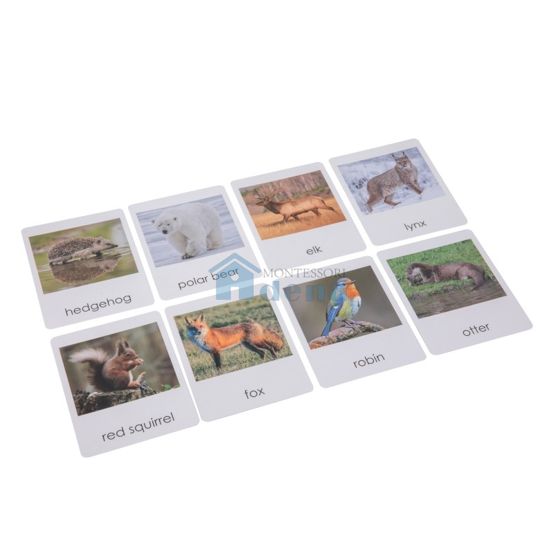 European Wildlife  Sorting Cards EN