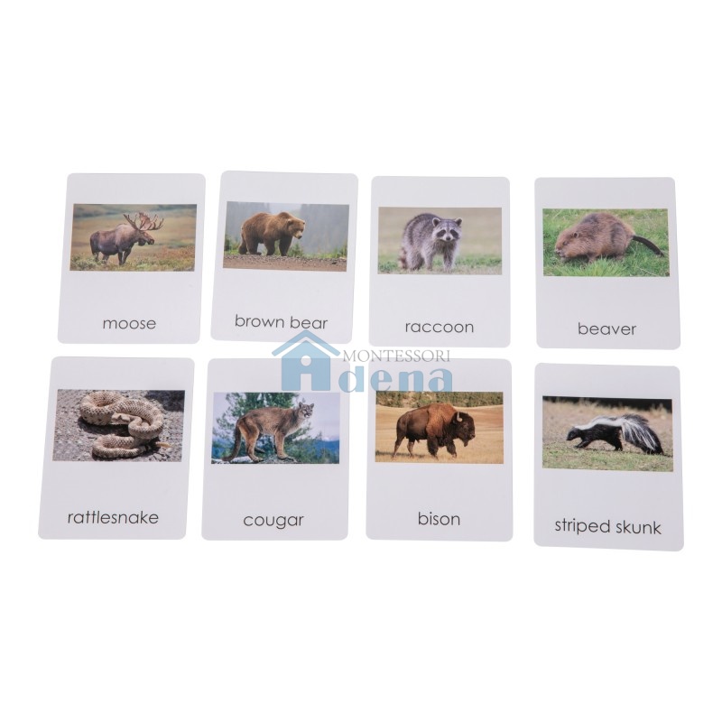 North American   Wildlife  Sorting Cards EN