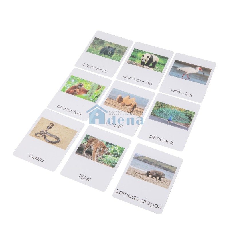 Asian Wildlife  Sorting Cards EN