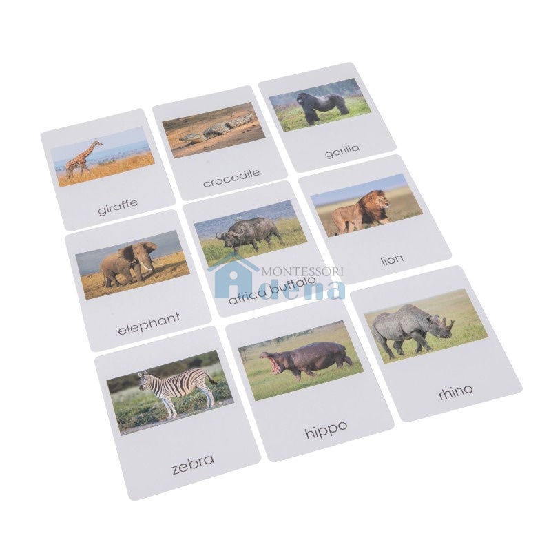 Africa Wildlife  Sorting Cards EN