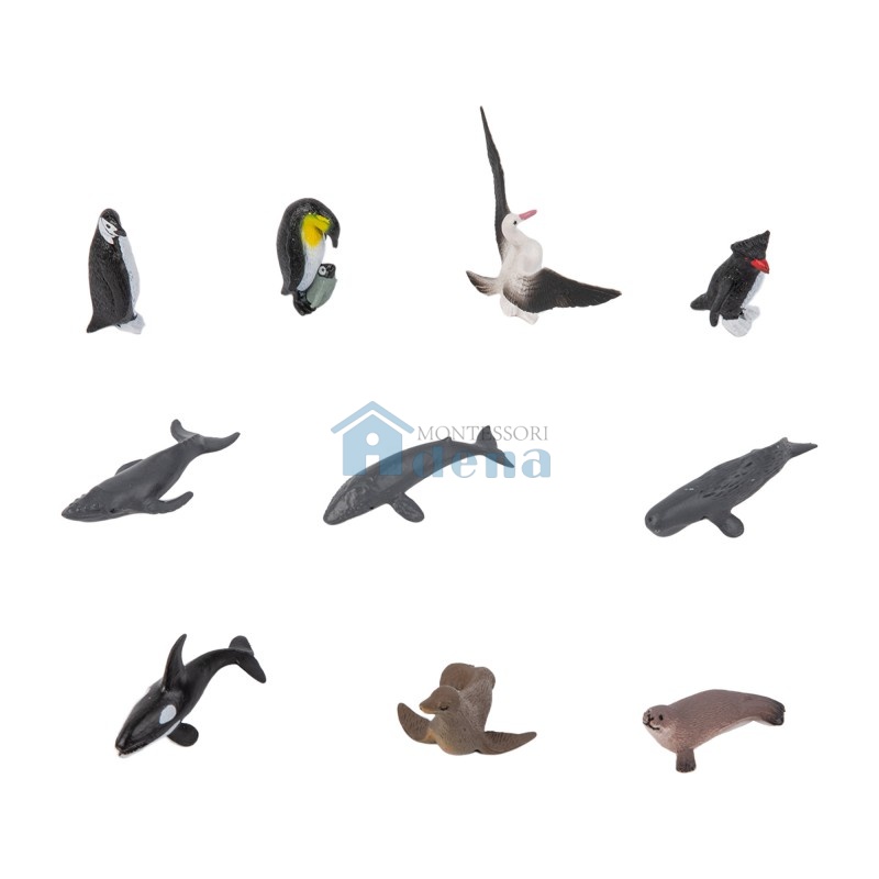 Animal from Antarctica objects