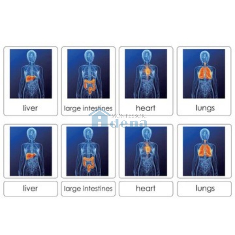 Sorting Cards-Human Organs EN