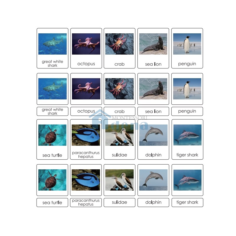 Sorting Cards-Sea Animals EN