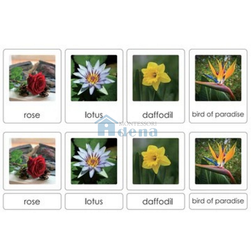 Sorting Cards-Fruits & 
Flower EN
