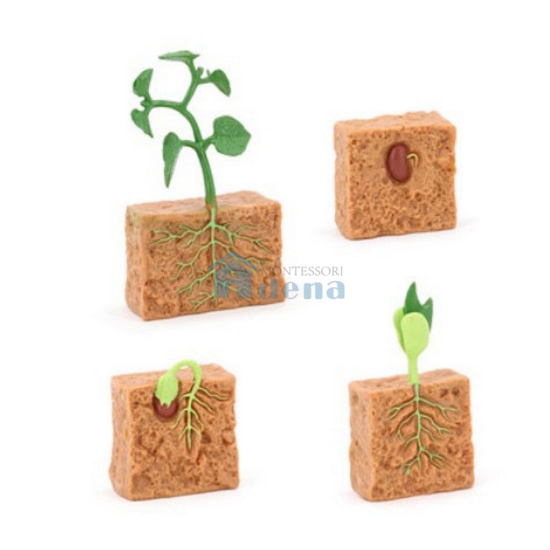 Life Cycle Objects - Seed