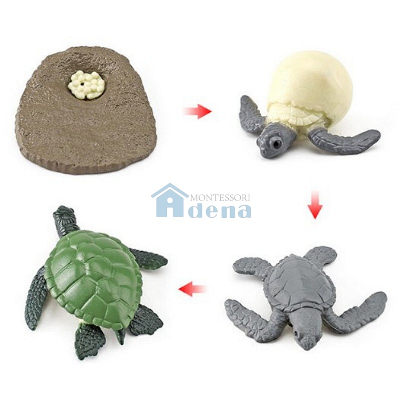 Life Cycle Objects -Turtle