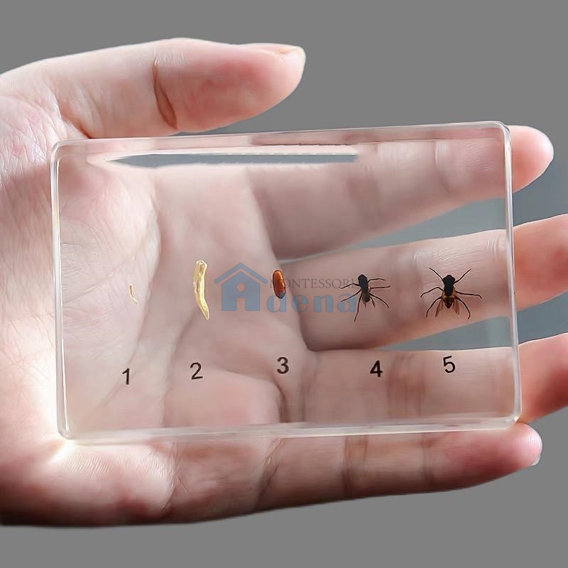 Life Cycle of fly